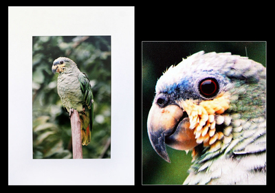 'Parrot' - Green Parrot Brazilian Photograph in Color