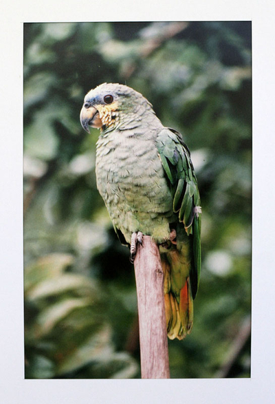 'Parrot' - Fotografía brasileña de loro verde en color