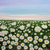 'Beautiful Field of Daisies'