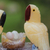 Calcite and amethyst sculpture, 'Macaw Family' - Handcrafted Brazilian Gemstone Bird Sculpture (image 2b) thumbail