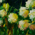 Frühling II - Signierte Blumenmalerei des brasilianischen Frühlingsimpressionismus