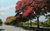'Central Avenue - Quinta da Boa Vista' - Signed Impressionist Painting of a Tree-Lined Road