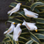 Wood ornaments, 'Hope Doves' (set of 5) - White Wood Dove Ornaments (Set of 5) (image 2d) thumbail