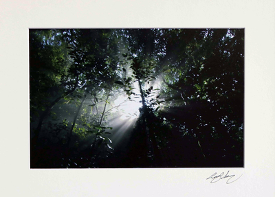 colour photograph, 'Tropical Forest' - Signed colour Photograph of Brazil's Tropical Forest