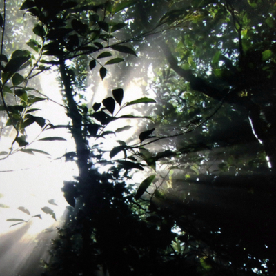 fotografía en color - Fotografía en color firmada de la selva tropical de Brasil