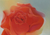 'Nectar of Life' (2021) - Peace Rose Signed Stretched Painting of Symbolic Flower thumbail