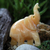 Calcit-Skulptur, „Lebhafter kleiner Elefant“. - Gelbe Calcit-Skulptur eines Elefanten, hergestellt in Brasilien