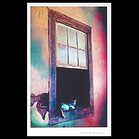 'Cat in the Window' - Cat in the Window Nostalgic Color Photograph