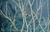 'Great Kiskadee' - Signiertes Farbfoto eines großen Kiskadee-Vogels