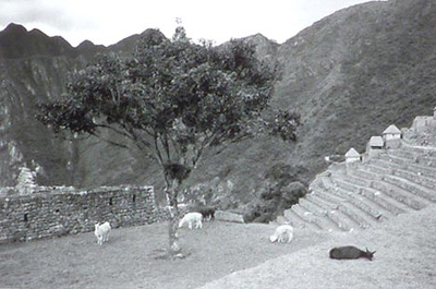 Llamas in Macchu Picchu