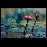 Fotografía de paz 'Pink Lotus' - Fotografía en color de flores de loto rosa