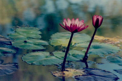 Color Photograph of Pink Lotus Blossoms