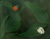 'Color of Nature' - Original Signed Ladybug on Leaf Painting