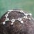 Cultured pearl charm bracelet, 'Flower Shower' - Handcrafted Silver Floral Bracelet with Cultured Pearls