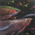 'Two Dragon Fish' - Dragon Fish Pintura acrílica original de Indonesia