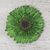 Natural gerbera brooch pin, 'Splendid Petals in Moss Green' - Natural Gerbera Flower Brooch in Moss Green from Thailand