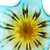 Art glass centerpiece, 'Splash' - Murano-Style Art Glass Centerpiece