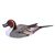 Wood sculpture, 'Life Size Pintail Duck' - Wood Bird Sculpture thumbail