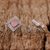 Rhodium plated rose quartz button earrings, 'Pink Squares' - Rhodium Plated Rose Quartz Button Earrings from Thailand