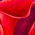 'Pink Calla Lily' - Stretched Impressionist Oil on Canvas Calla Lily Painting