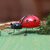 Steel figurine, 'Charming Lady Bug' - Handcrafted Steel Lady Bug Decorative Figurine from Bali