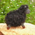 Crocheted ornaments, 'Woolly Duo' (set of 2) - Set of 2 Crocheted Black and White Acrylic Sheep Ornaments
