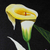 'Calla Lilies' - Blumengemälde von Calla-Lilien und Paradiesvögeln, signiert