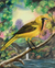 'Hooded Oriole' - Realist Hooded Oriole Painting from Guatemala thumbail