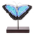 Escultura de vidrio de arte - Escultura de mariposa Morpheus de vidrio artístico de El Salvador