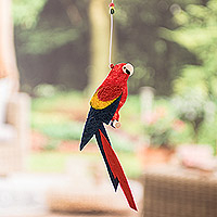 Scarlet Macaw Habitat