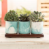Cement mini flower pots with mahogany base, 'Abstract Waves' (set of 3) - Ocean-Inspired Flower Pots on Mahogany Base (Set of 3)
