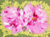'Abstract Geranium' - Abstraktes Acrylgemälde mit Blumenmuster