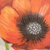 'Red Poppies' - Pintura acrílica floral original.