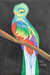 'Quetzal' - Signed Stretched Acrylic Impressionist Painting of Bird thumbail