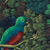 'Ave Nacional de Guatemala' - Óleo impresionista firmado sobre lienzo Pintura de pájaro quetzal