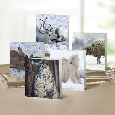 UNICEF all-occasion greeting cards, 'Nurture in the Snow' (set of 10) - UNICEF All-Occasion Nurture in the Snow Cards (Set of 10)