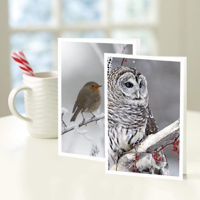 UNICEF holiday greeting cards, 'The Birds of Christmas' (set of 10) - UNICEF The Birds of Christmas Holiday Cards (Set of 10)