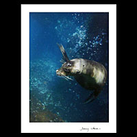 'Tell Me Your Secret' - Galapagos Sea Lion Secrets colour Photograph Art