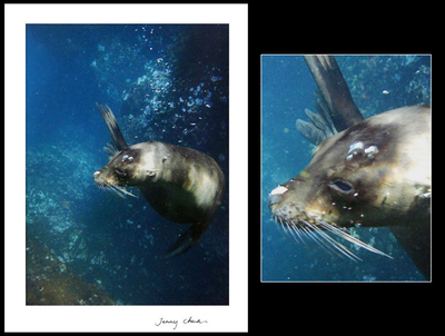 'Tell Me Your Secret' - Galapagos Sea Lion Secrets Color Photograph Art