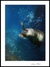 'Tell Me Your Secret' - Galapagos Sea Lion Secrets colour Photograph Art thumbail