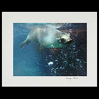 'Water's Delight' - Galapagos Sea Lion Bubbles Color Photograph