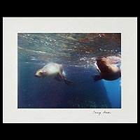 „Das Rennen“ – Farbfoto rennender Seelöwen