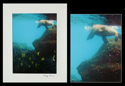 'That Second Glance' - Farbfoto von Seelöwen und Gelbschwanzfischen