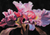 'Cálida Ternura' - Orquídeas rosas y lilas firmadas pintura original de Perú