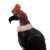 Onyx and garnet sculpture, 'Andean Condor' - Handcrafted Andean Gemstone Bird Sculpture