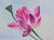 'Lotus Flower' - Signed Watercolor Painting of a Lotus Flower from Peru thumbail