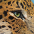 'Leopard' - Signed Painting of a Spotted Leopard from Peru (image 2b) thumbail