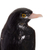 Onyx gemstone sculpture, 'The Penguin' - Black and White Onyx Gemstone Penguin Sculpture from Peru (image 2d) thumbail