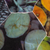Modal shawl, 'Nature's Bounty' - Fruit and Vegetable Print Shawl (image 2c) thumbail