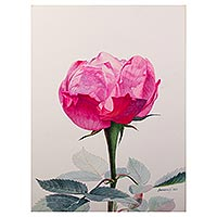 'Beautiful Memory of Vania' - Original Rose Watercolor Painting